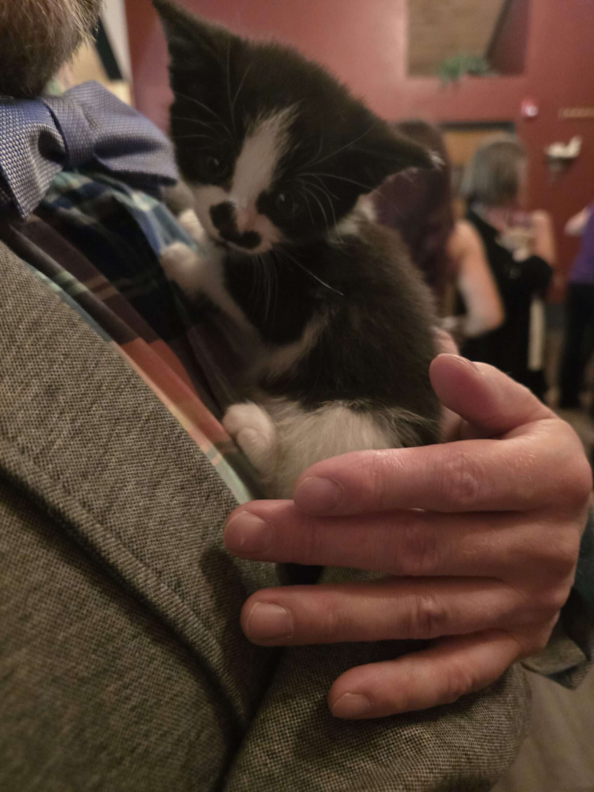 Close-up of a tuxedo kitten being held at the gala
