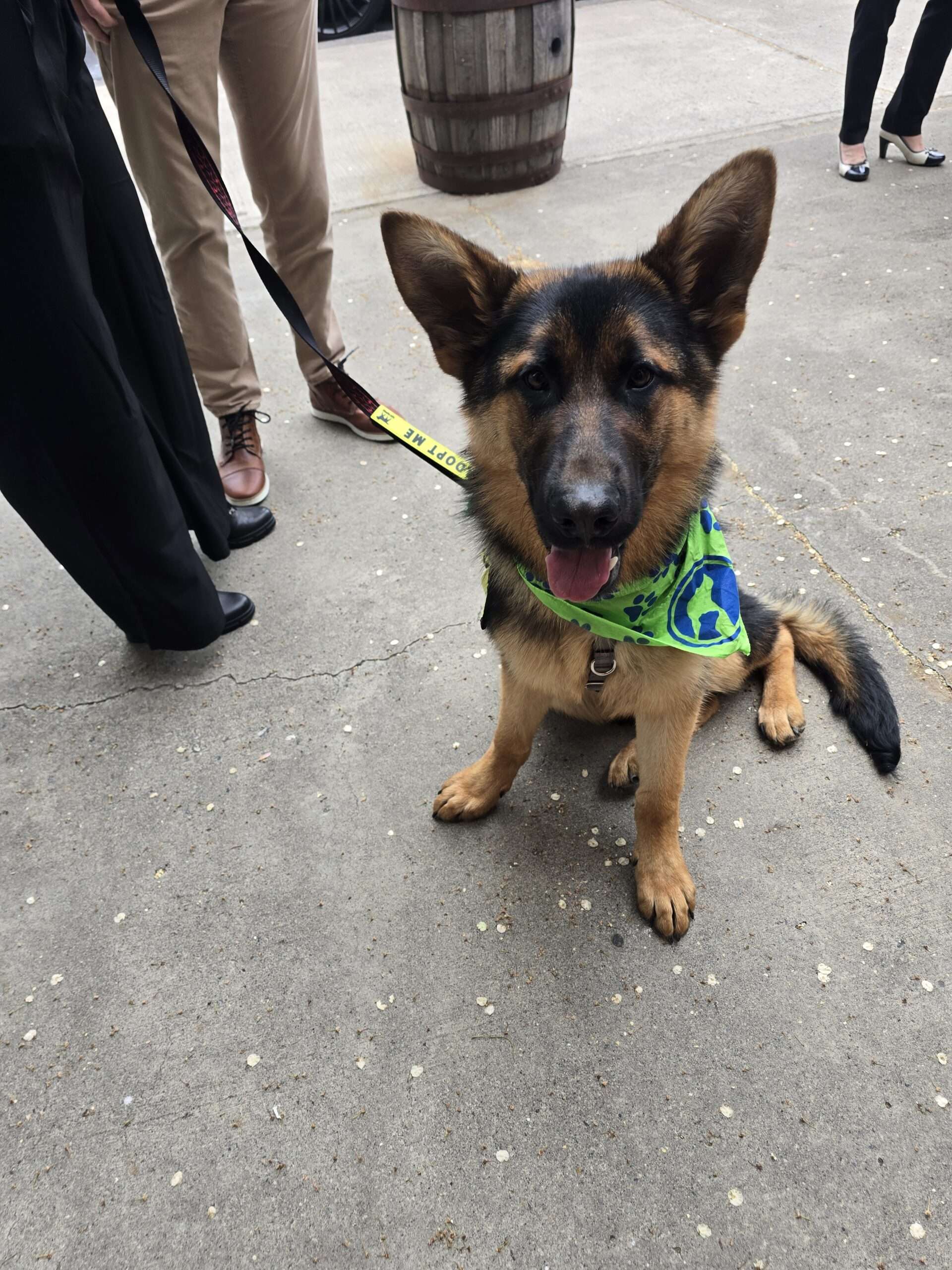 A German Shepherd wearing an Adopt Me vest sitting at the gala